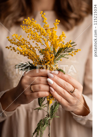 a sprig of mimosa in female hands with a beautiful manicure a sprig of mimosa in female hands with a beautiful manicure 115215034