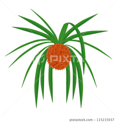 Hala fruit Pandanus tectorius isolated on a white background. 115215037