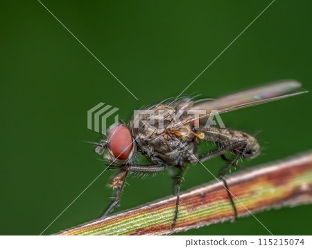 Delia fly on plant stem Delia fly on plant stem 115215074