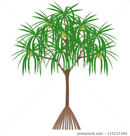 Pandanus tectorius tree with female flowers on a white background. 115215169