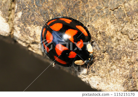 Camellia tento 115215170