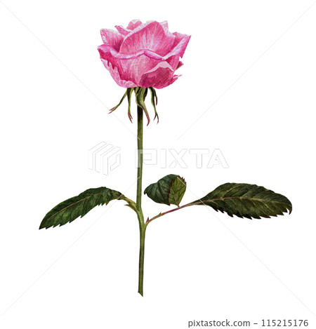 Watercolor pink rose, wallpaper watercolor illustration in for invitation, card making 115215176