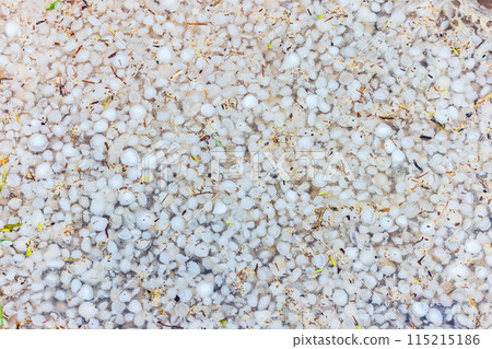 A detailed view of hailstones laying on the ground following a storm A detailed view of hailstones laying on the ground following a storm 115215186