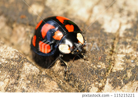 Camellia tento 115215221