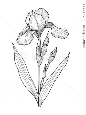 This is a simple, black and white coloring page featuring a beautiful Iris flower. This easy design is perfect for adults who enjoy coloring as a relaxing hobby or as a creative outlet 115215335