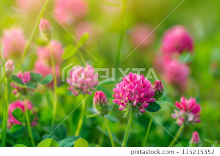 A close-up shot of pink clover flowers blooming in a field of lush green grass on a sunny day 115215352