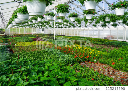 Flower nursery, interior of a modern large industrial greenhouse, various flowers in pots all around Flower nursery, interior of a modern large industrial greenhouse, various flowers in pots all around 115215390