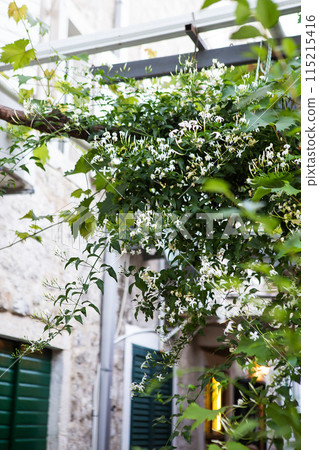 Urban garden with white flowers and green leaves in front of a building with green shutters. 115215416
