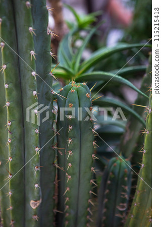 Espadin cactus closeup with thorns and green leaves. 115215418