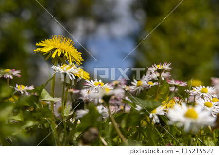 Beautiful wild yellow dandelions in the green grass in spring Beautiful wild yellow dandelions in the green grass in spring 115215522