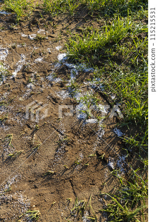 destruction of the wheat crop using a large amount of fertilizers 115215531