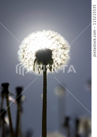 dandelion seeds in spring after flowering 115215535