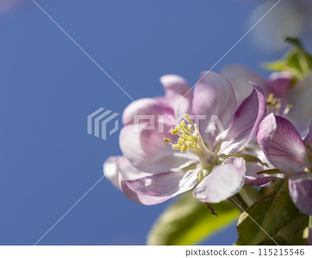 Beautiful pink apple blossoms on a blue sky background 115215546