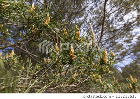 pine details during flowering in windy weather 115215635