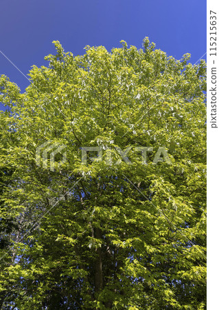 young foliage and inflorescences on a maple tree in spring 115215637