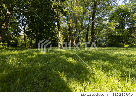maples and other deciduous trees in the park in spring maples and other deciduous trees in the park in spring 115215640