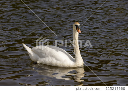 white swans floating on the water 115215668