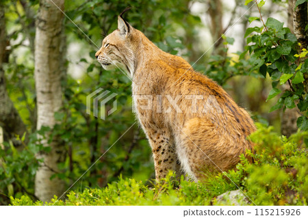 Wild lynx rests in Scandinavian forest during summer, side profile view Wild lynx rests in Scandinavian forest during summer, side profile view 115215926