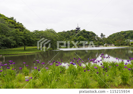 Iris flowers reflected in the pond at Sankeien Garden, a scenic spot in Yokohama, Kanagawa Prefecture Iris flowers reflected in the pond at Sankeien Garden, a scenic spot in Yokohama, Kanagawa Prefecture 115215934