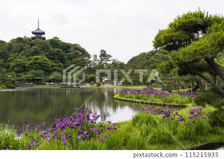 神奈川縣橫濱市風景區三溪園池塘中倒映的鳶尾花 神奈川縣橫濱市風景區三溪園池塘中倒映的鳶尾花 115215935