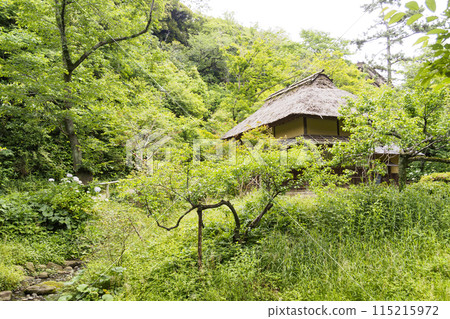 Thatched roof surrounded by greenery (hydrangeas at Sankeien Garden, a scenic spot in Yokohama City, Kanagawa Prefecture) in early summer Thatched roof surrounded by greenery (hydrangeas at Sankeien Garden, a scenic spot in Yokohama City, Kanagawa Prefecture) in early summer 115215972