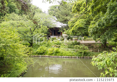 Thatched roof surrounded by greenery (hydrangeas at Sankeien Garden, a scenic spot in Yokohama City, Kanagawa Prefecture) in early summer 115215973