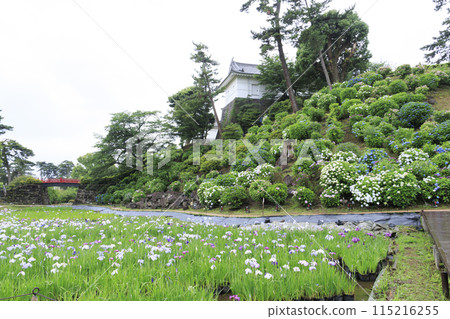 神奈川縣小田原市小田原城跡內的鳶尾花 神奈川縣小田原市小田原城跡內的鳶尾花 115216255