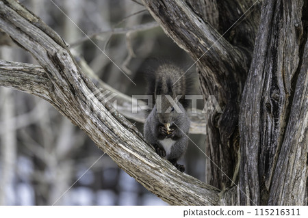 Ezoris在樹上吃核桃 115216311