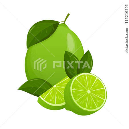 Fresh lime set, with various view of whole lime fruit, halves and slices. Fresh lime set, with various view of whole lime fruit, halves and slices. 115216395
