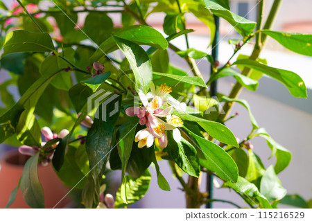 Lemon flowers and buds on a lemon tree 115216529