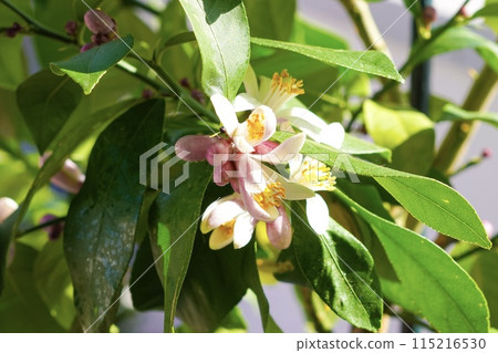 Lemon flowers and buds close-up Lemon flowers and buds close-up 115216530