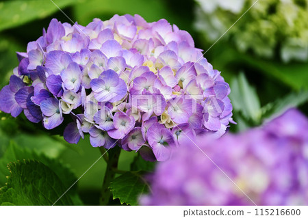 Vividly blooming purple hydrangea 115216600