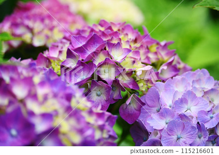 Vividly blooming purple hydrangea 115216601