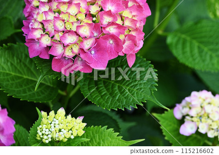 Vividly blooming purple hydrangea 115216602