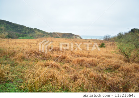 Spring scenery at the bbbhaus 115216645