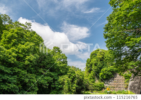 新鮮的綠樹 京都府南山城村 115216765