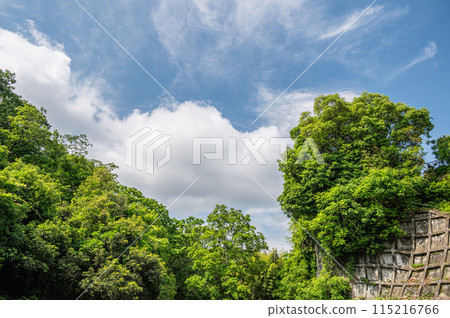 新鮮的綠樹 京都府南山城村 新鮮的綠樹 京都府南山城村 115216766