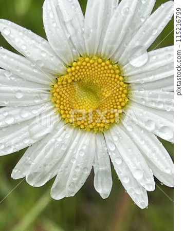 A photo of beautiful white daisies with morning dew A photo of beautiful white daisies with morning dew 115216799