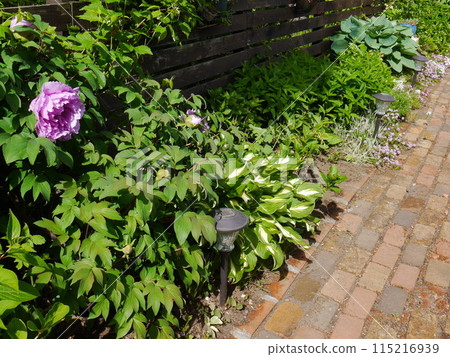 Bright garden with blooming peonies 115216939