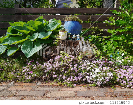 A gorgeous garden with creeping thyme in full bloom 115216943