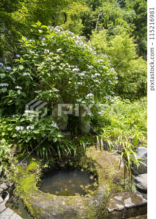 Kamakura 246 Kaizoji Temple 14 Hydrangea Kamakura 246 Kaizoji Temple 14 Hydrangea 115216981