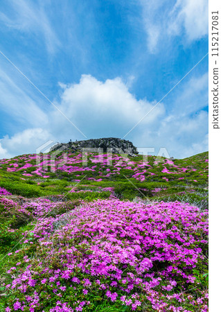 阿蘇高嶽山步道,可欣賞日本水族館的壯麗景色,這是天狗的拍攝地 阿蘇高嶽山步道,可欣賞日本水族館的壯麗景色,這是天狗的拍攝地 115217081