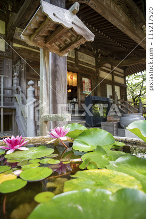 鎌倉 245 法海寺 2 睡蓮 115217520