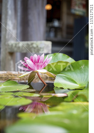 鎌倉245 法海寺 3 睡蓮 115217521