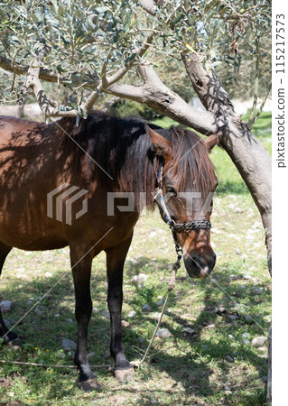 Horses gazing in a field at sunset. hq 115217573