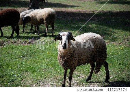 View of white sheep grazing on the green field View of white sheep grazing on the green field 115217574