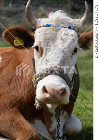 cows graze on a green field in sunny weather. HQ cows graze on a green field in sunny weather. HQ 115217575