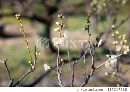 Osaka Castle Plum Grove: Plum blossoms starting to bloom - Tsuki no Katsura Osaka Castle Plum Grove: Plum blossoms starting to bloom - Tsuki no Katsura 115217586