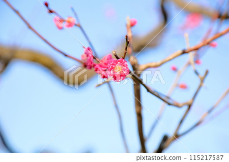 Blooming plum blossoms, double-petaled winter red 115217587