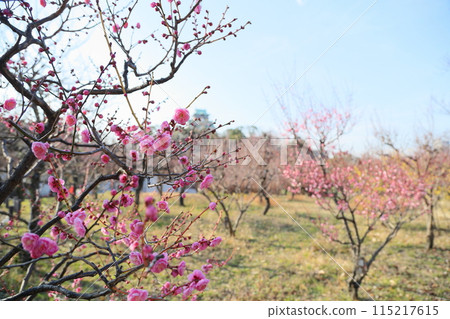 日光的粉紅色梅花開始綻放 115217615